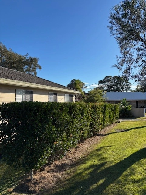 Hedge trimming 2.jpg