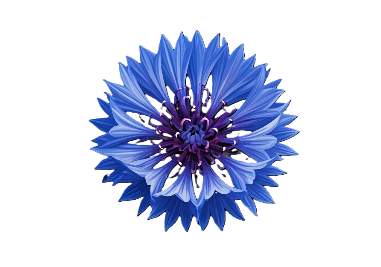 cornflowernobackground.png