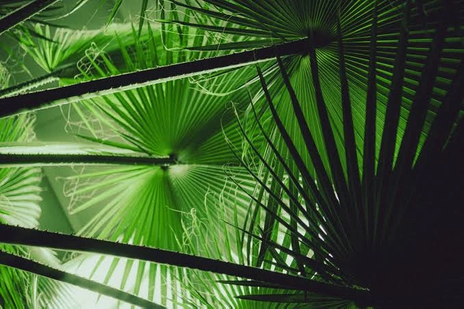 palm 1.jpg