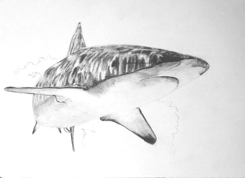 shark sh web.jpg