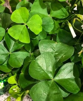 shamrock.JPG
