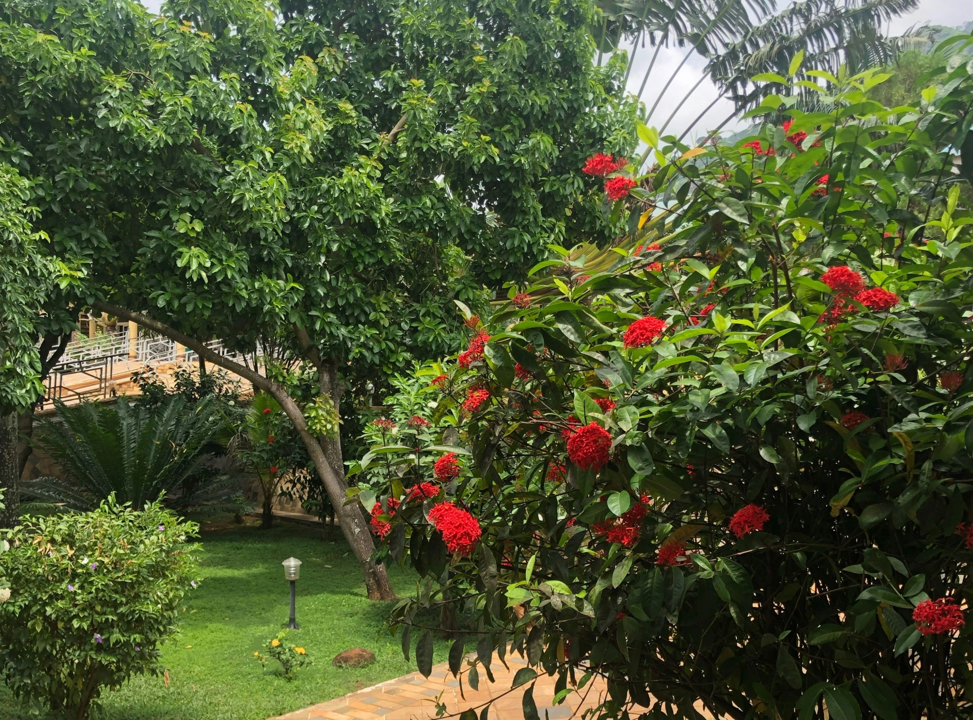 garden.jpeg