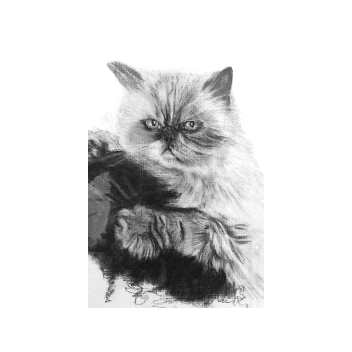 pussy sh.jpg