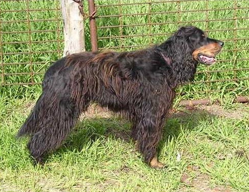 Fergus2.png