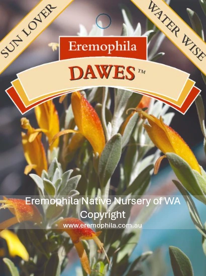 E glabra - Dawes.png