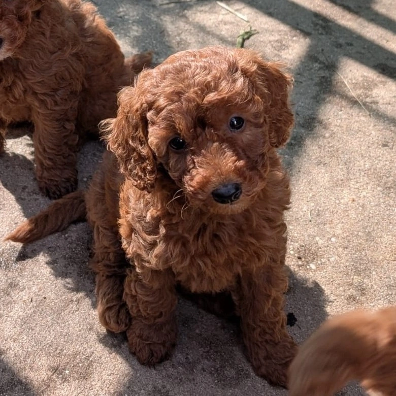 WhatsApp Image 2026-04-07 at 4.03.40 PM - 2.jpeg