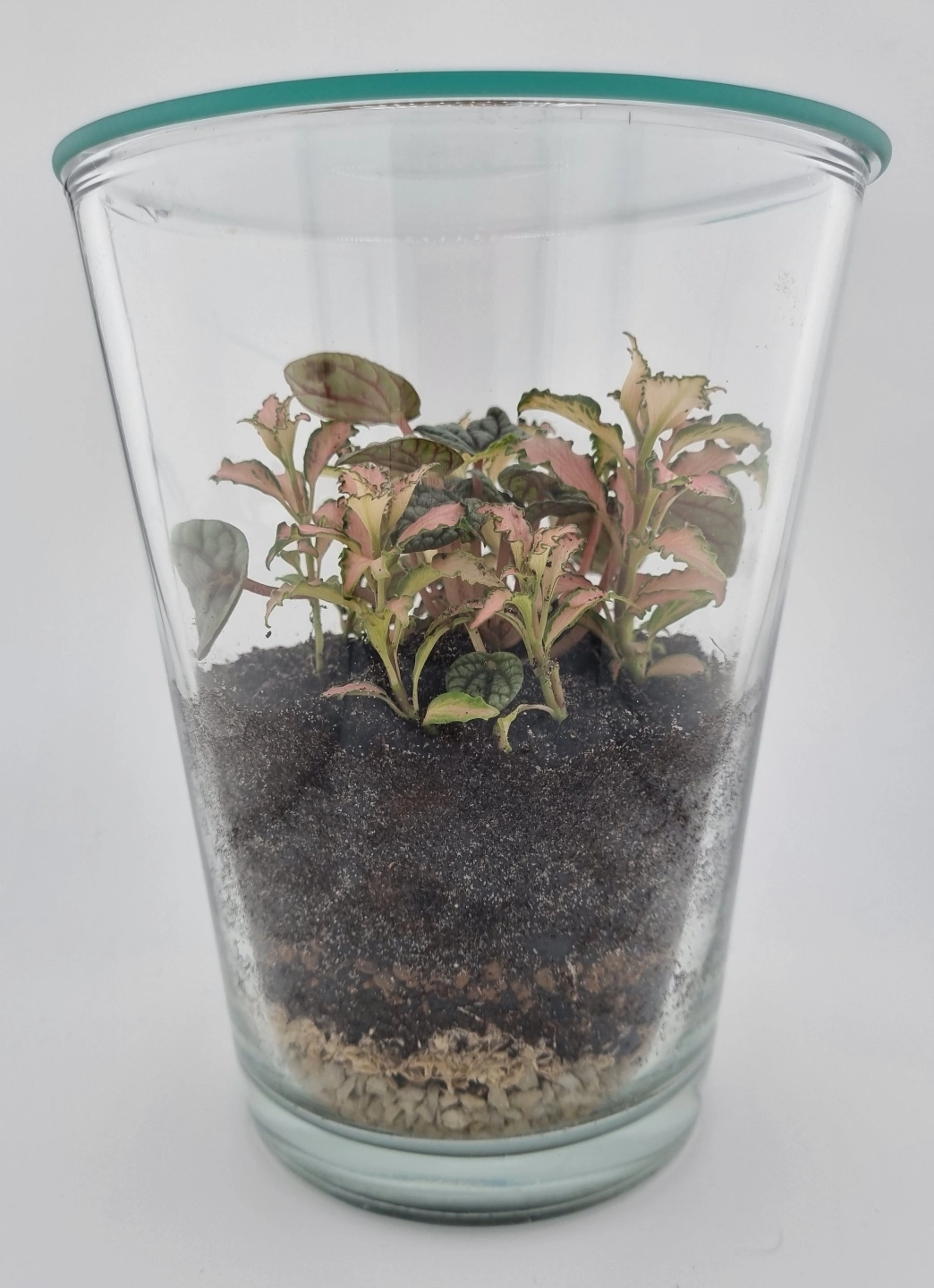Midi Terrarium_Pink Lady_Pepperomia.jpg