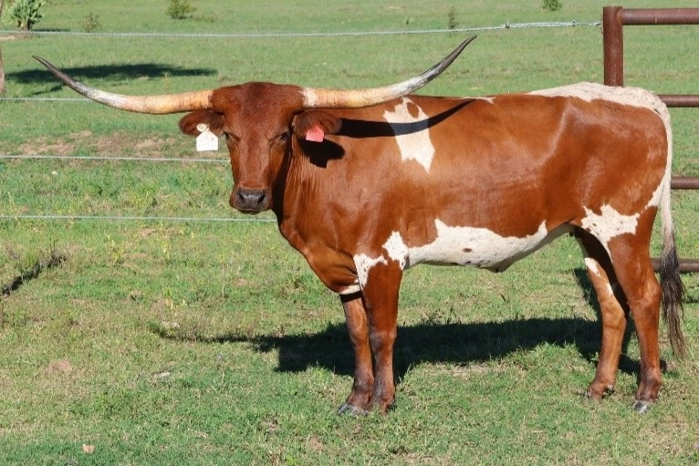 D 7 SPUR  CHEX APPEAL (AI) T54.jpg