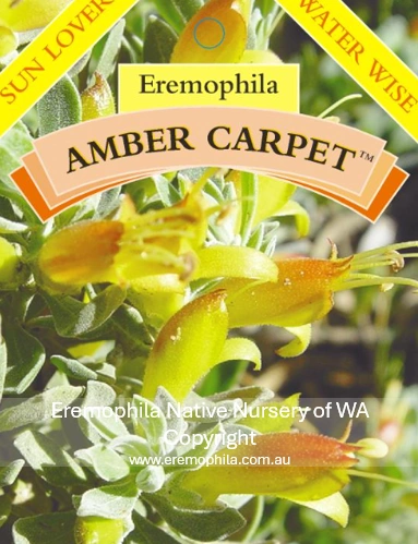 E glabra - Amber Carpet.png