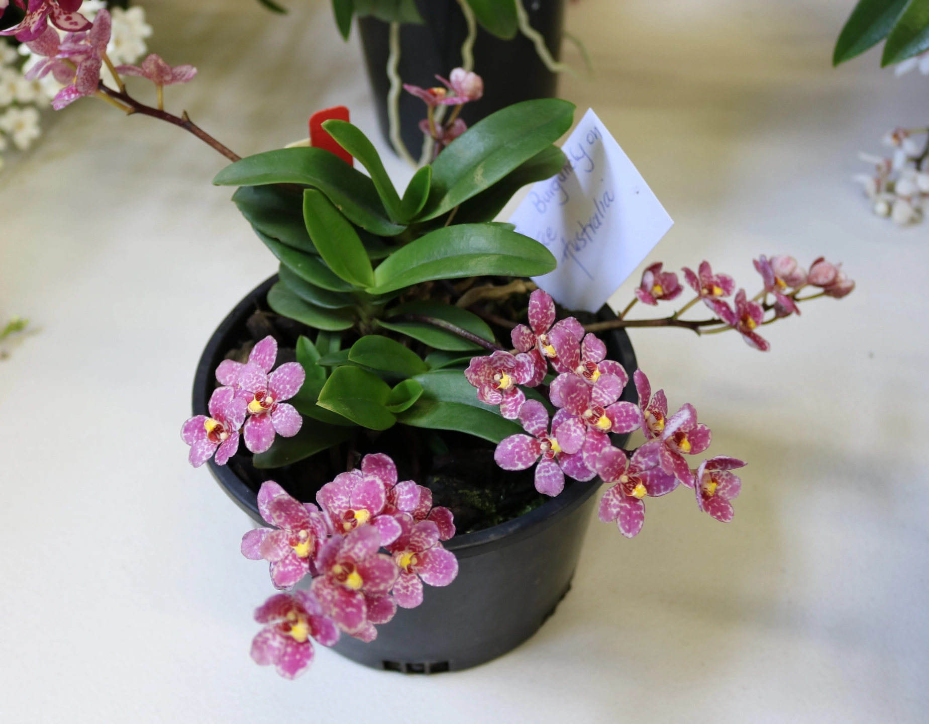 Sarcochilus.JPG