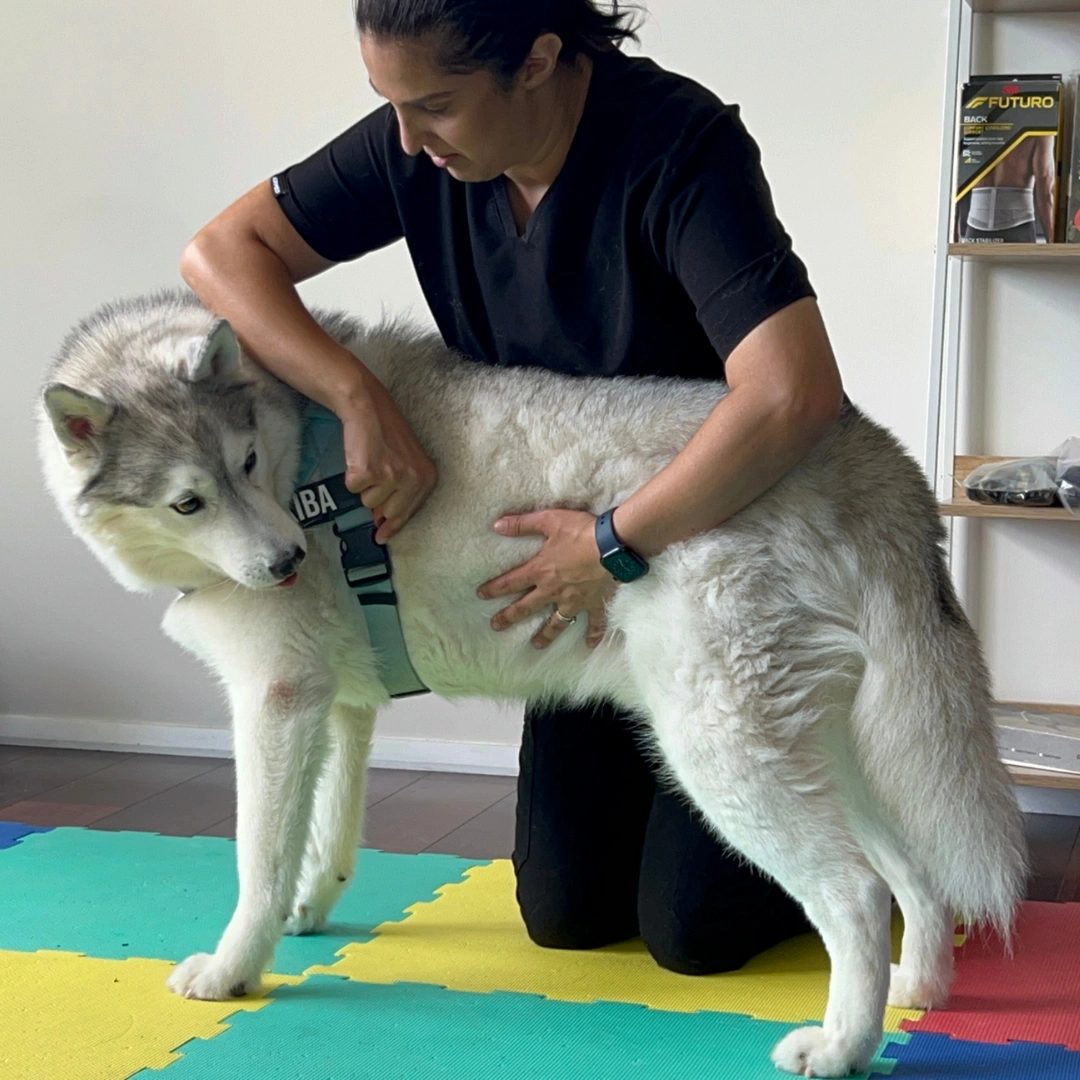 kiba cookie stretch bexley.png