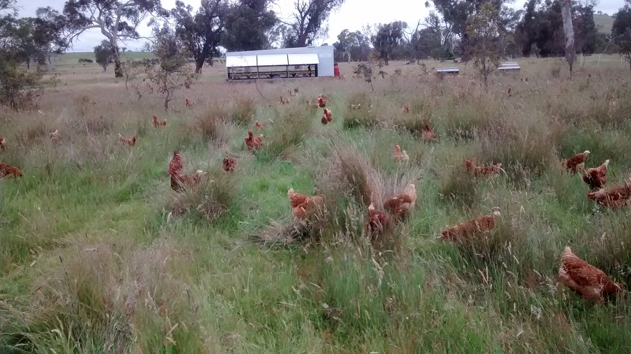 Van and Chickens.jpg