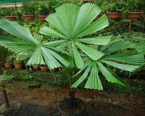 Licuala ramsayii 1.jpg