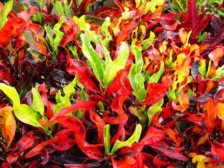 croton 5.jpg