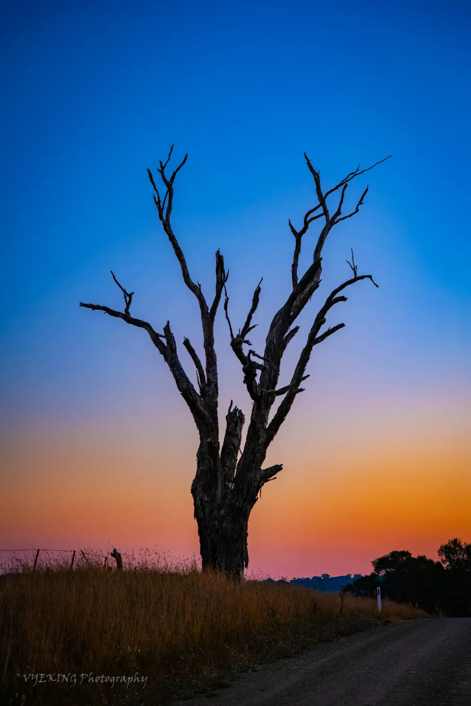 tree1small.jpg