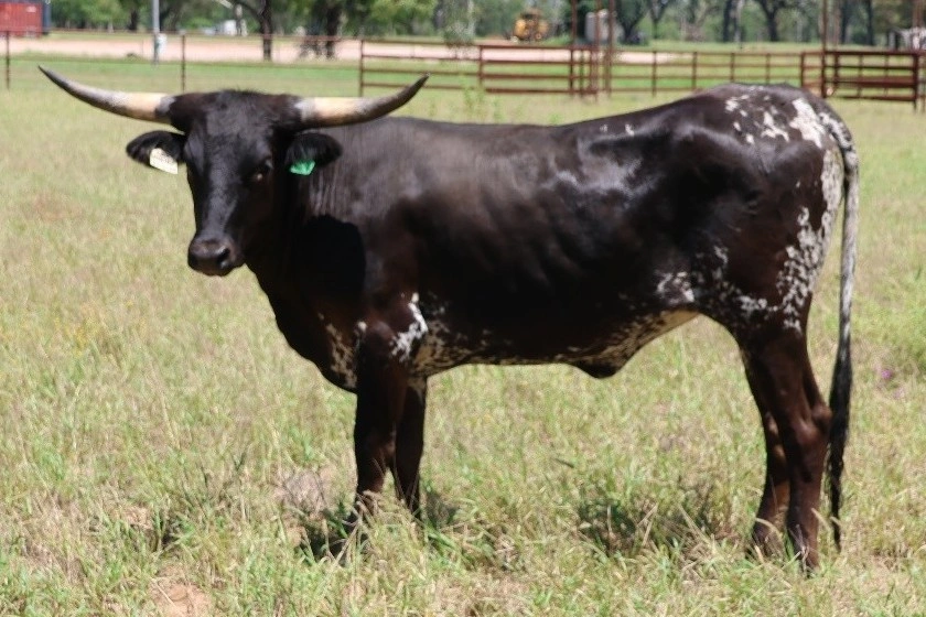 MC PRIMROSE  V20.jpg