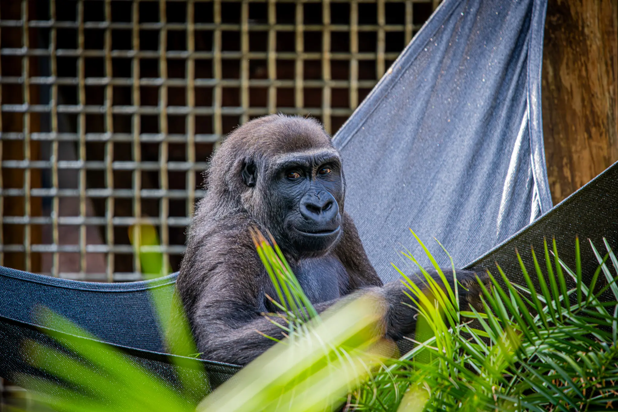 gorilla1small (2).jpg