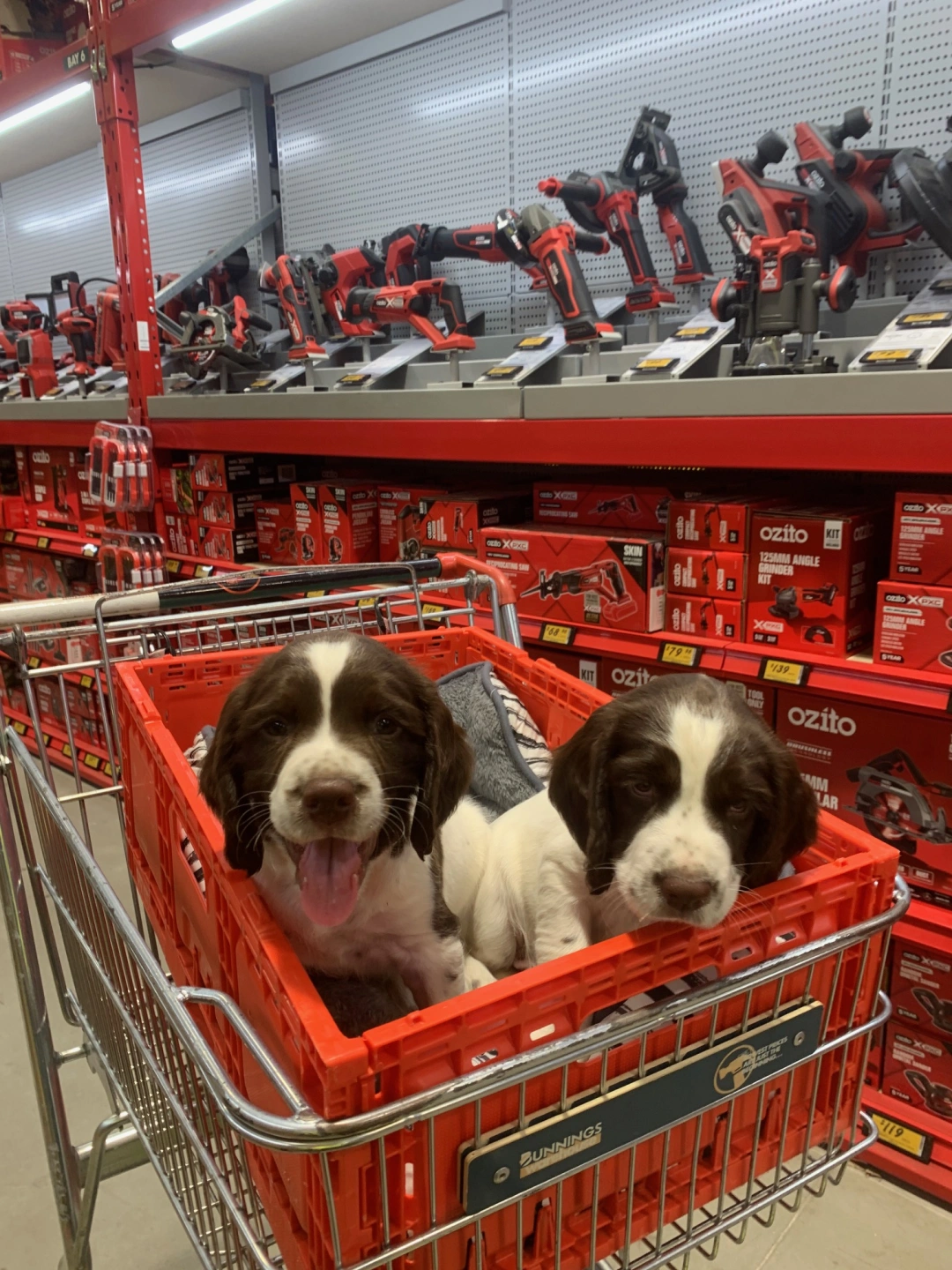 puppy socialisation.JPG