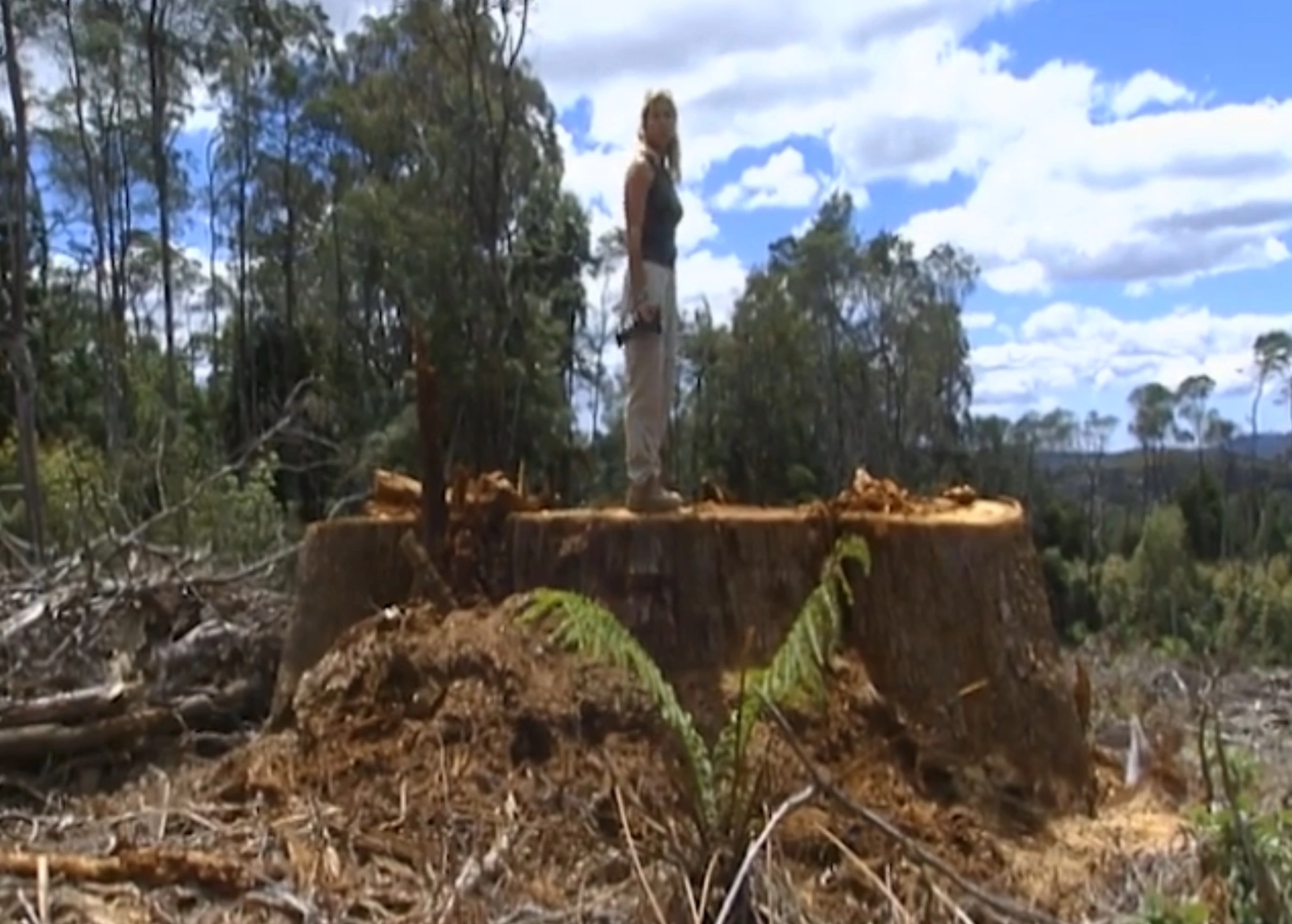 Clearfelling Tasmanias forests.jpg