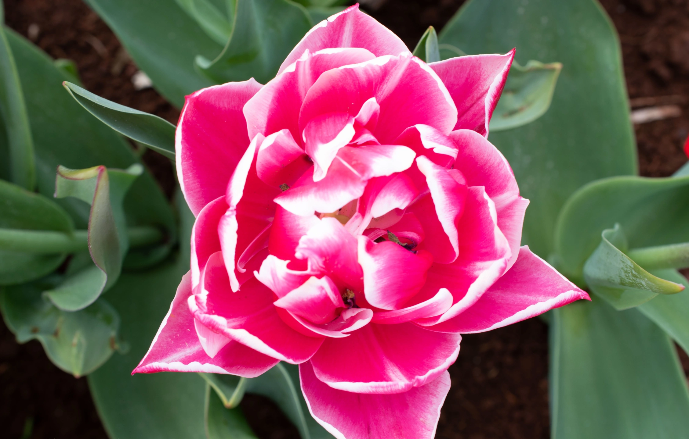 Tulips-2.webp