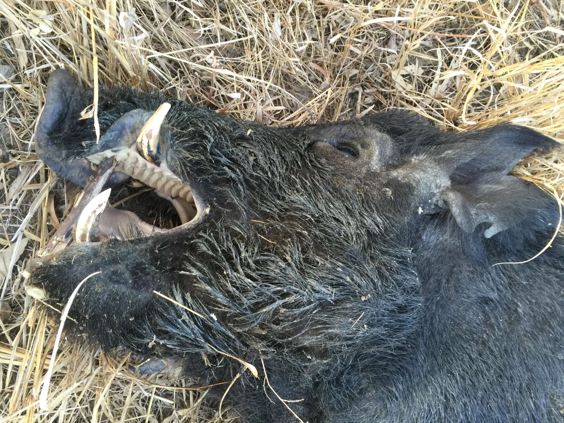 Byron Blevin Gulf Country Boar Sitting July 2015.JPG