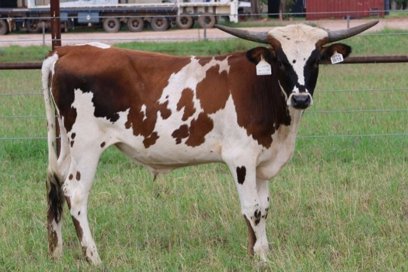 Steer W18.jpg