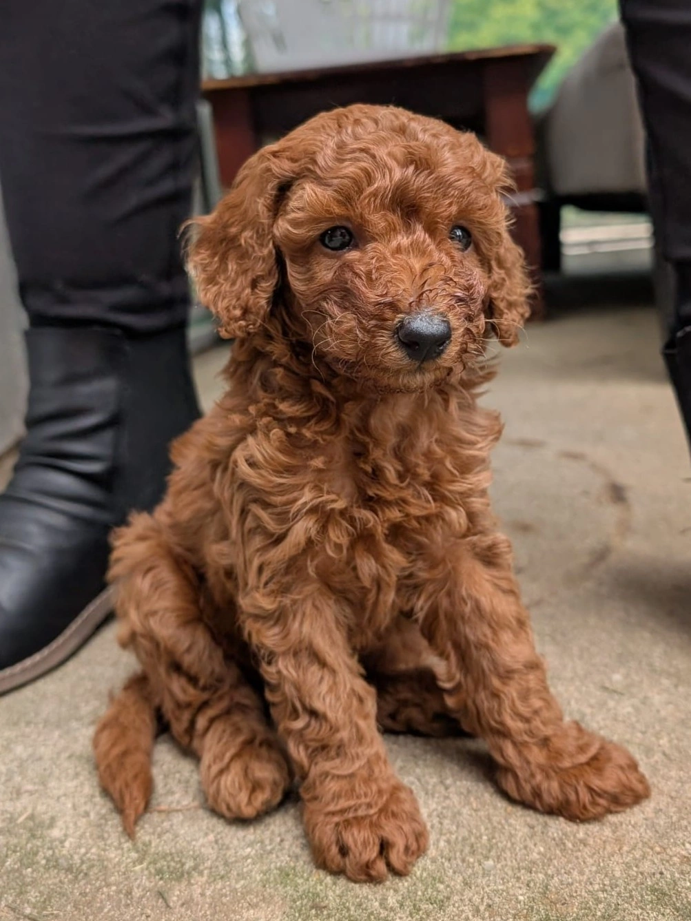 6 weeks 2026-04-01 - 8 - Male 5.jpeg