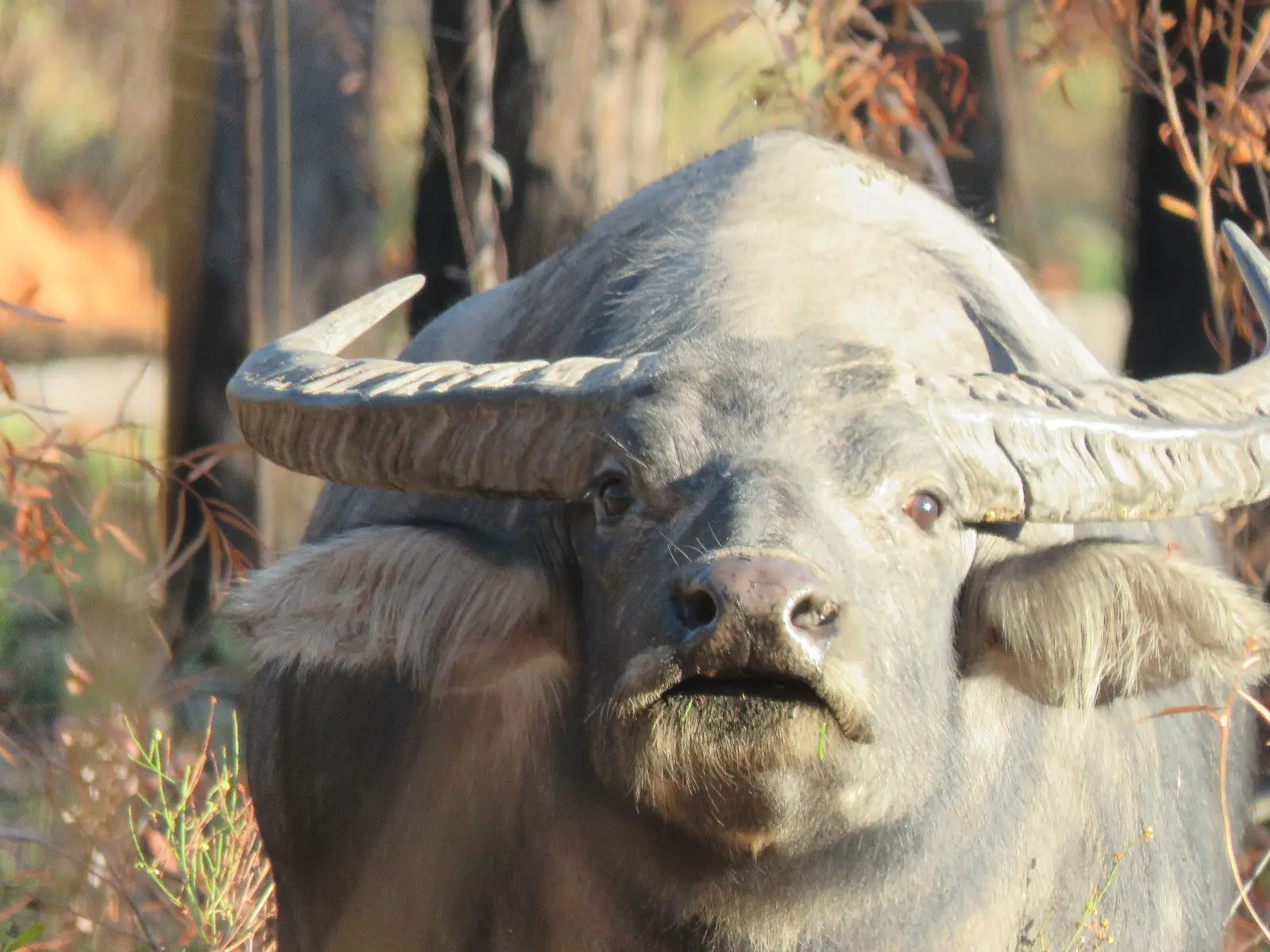 Young Asiatic Buff - Inquisitive.jpg