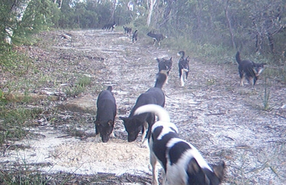 wilddog03_570.jpg