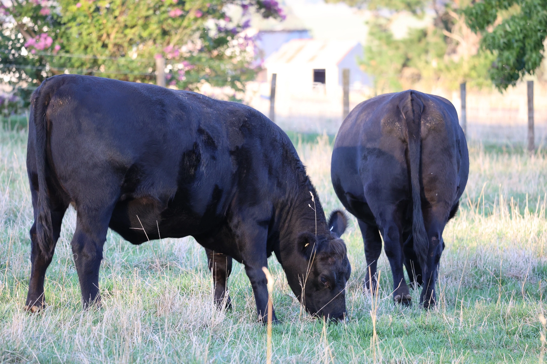 U Heifers resized.JPG