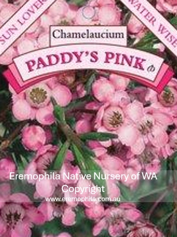 Paddys Pink.png