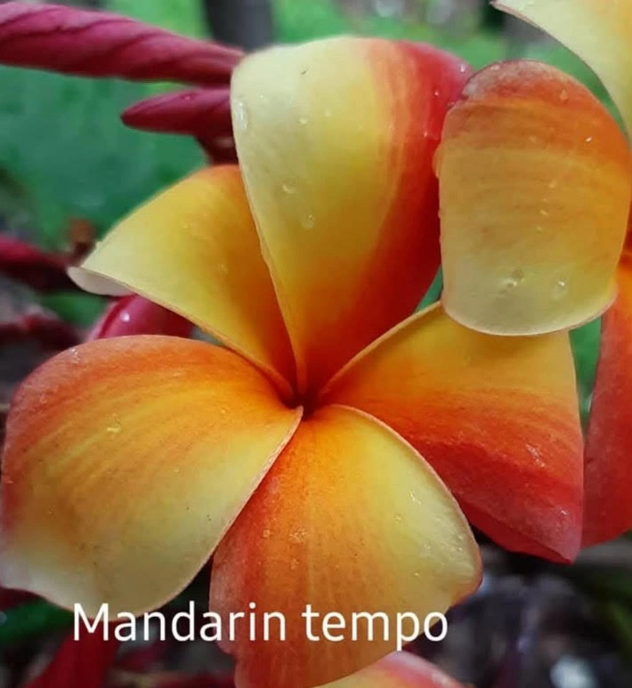 MandarinTempo.jpg