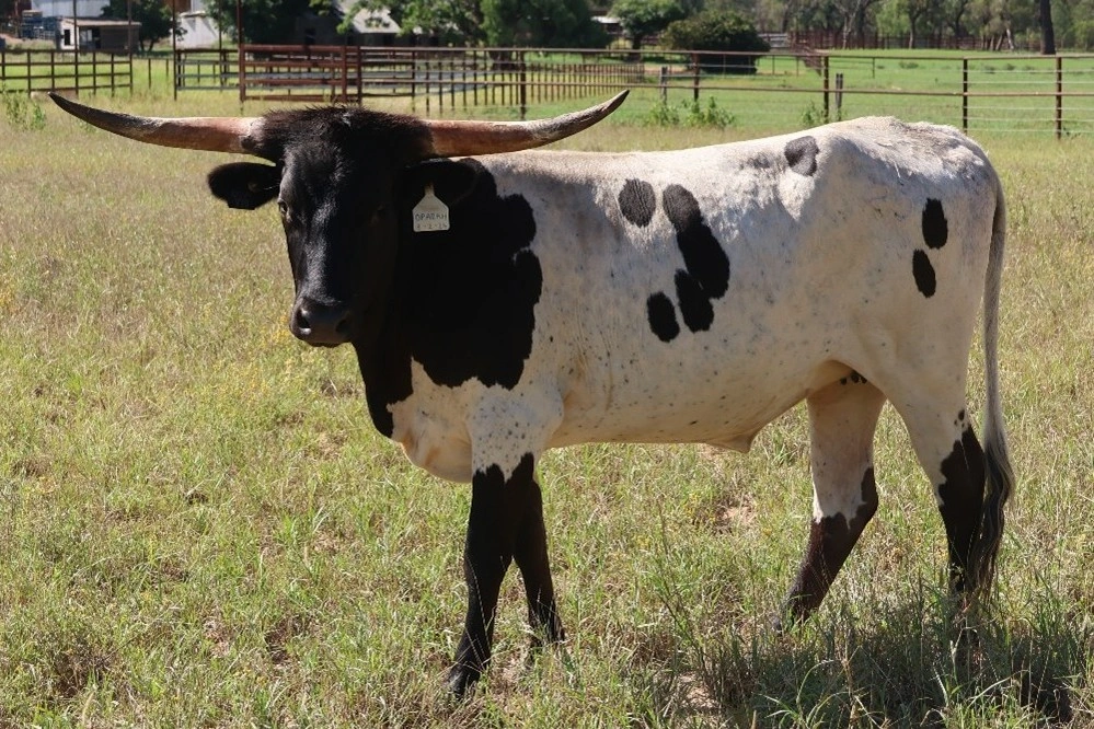 D 7 SPUR OPAL V20.jpg