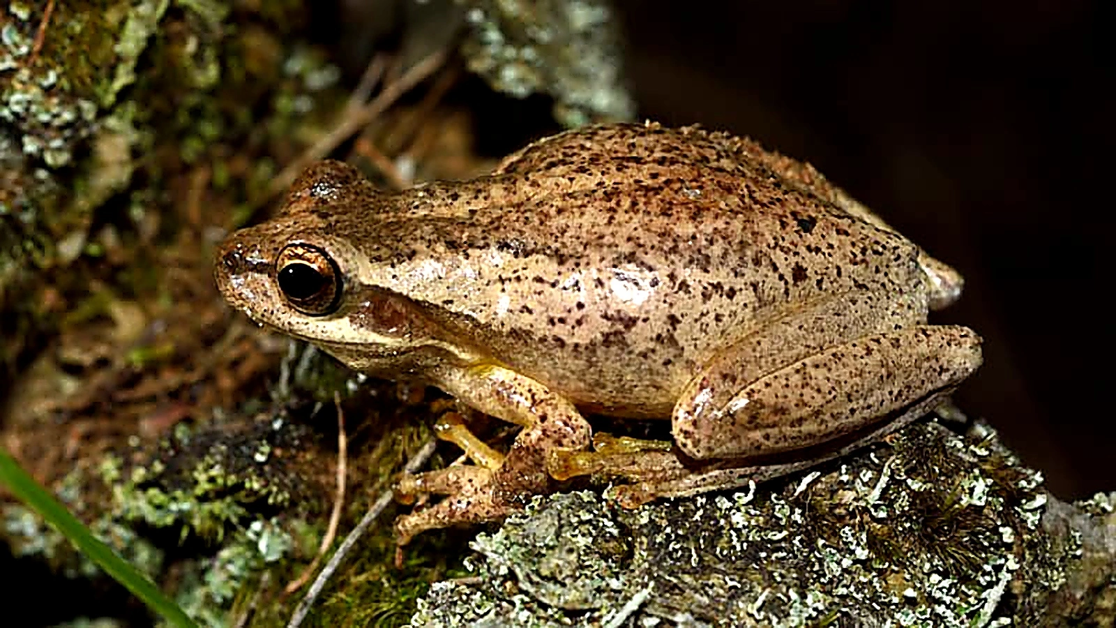 enhanced_jervis_bay_tree_frog.jpg