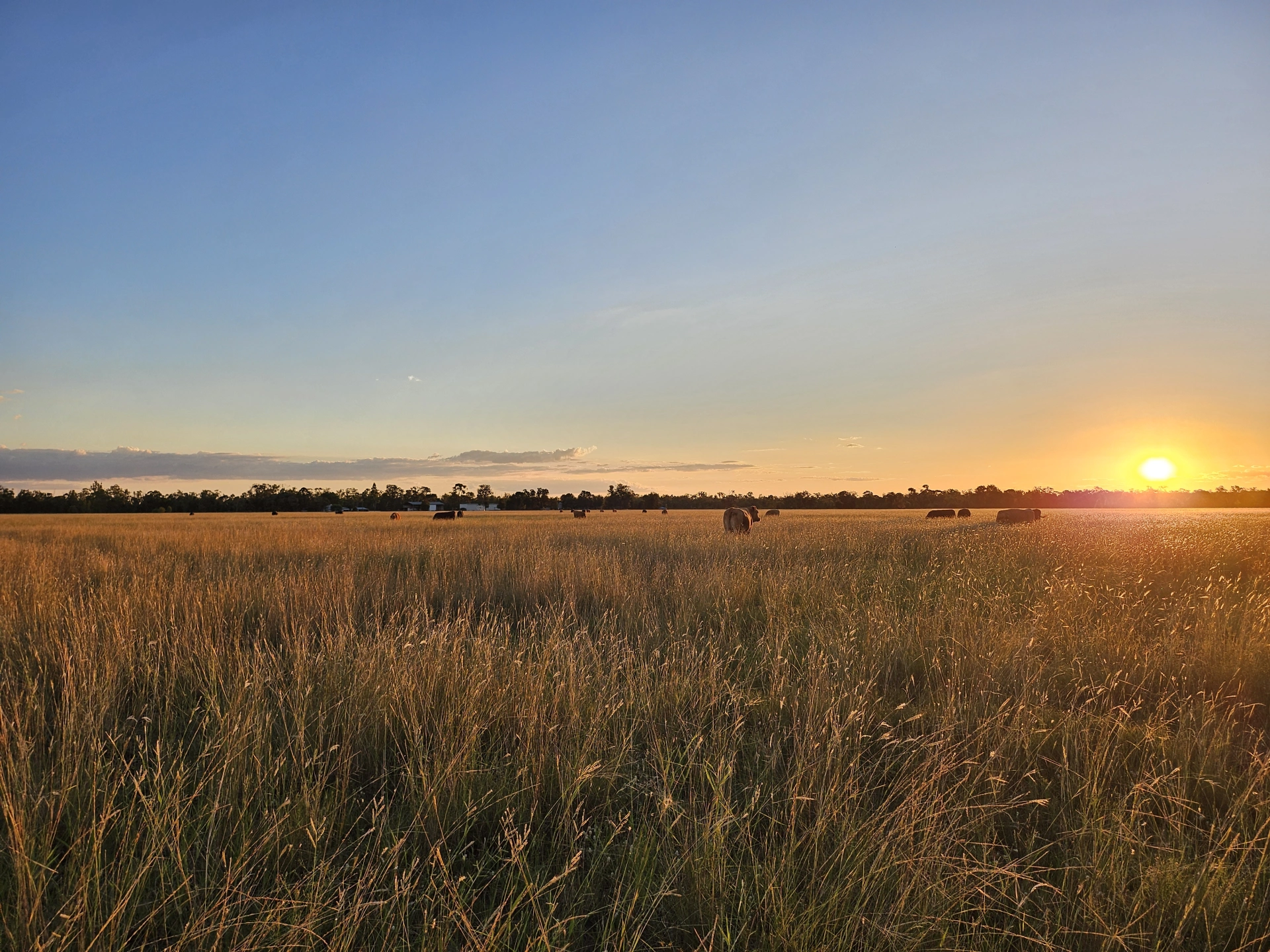 Kireina Wagyu_Paddock at Sunset.jpg