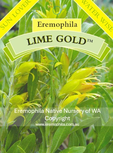 E glabra - Lime Gold.png