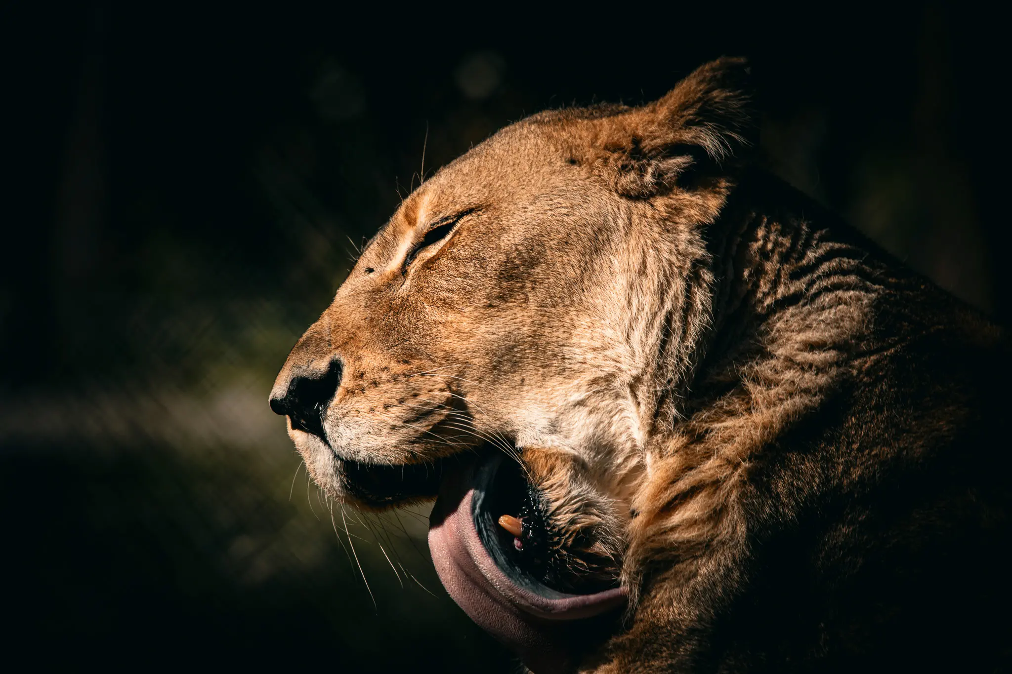 lioness.jpg