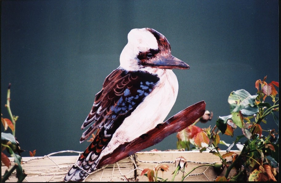 Kookaburra - $10.00.jpeg