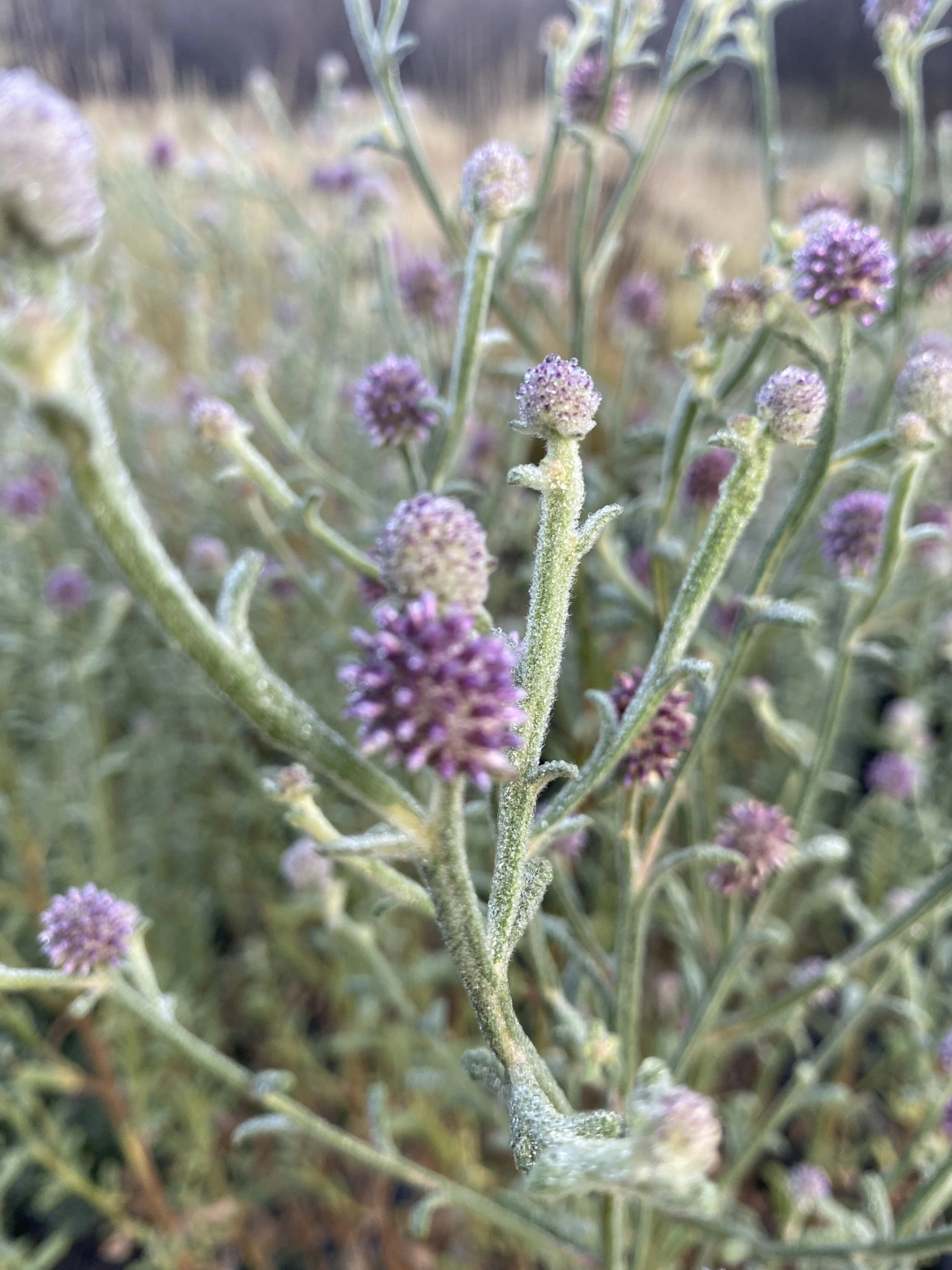 Pterocaulon sphacelatum (2).jpg