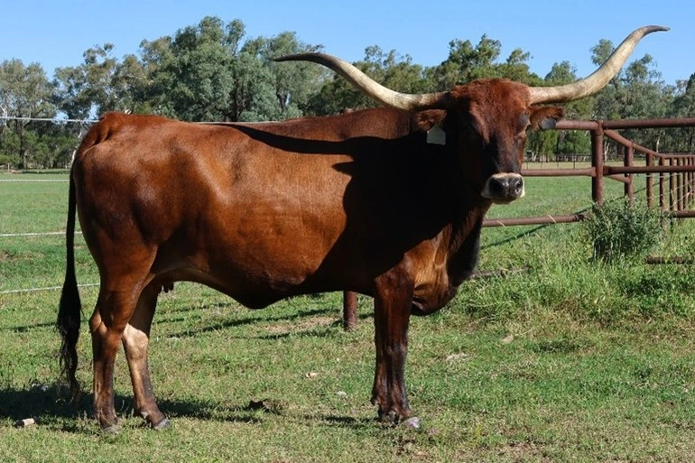 D 7 SPUR BLOODY MARY 1665.jpg