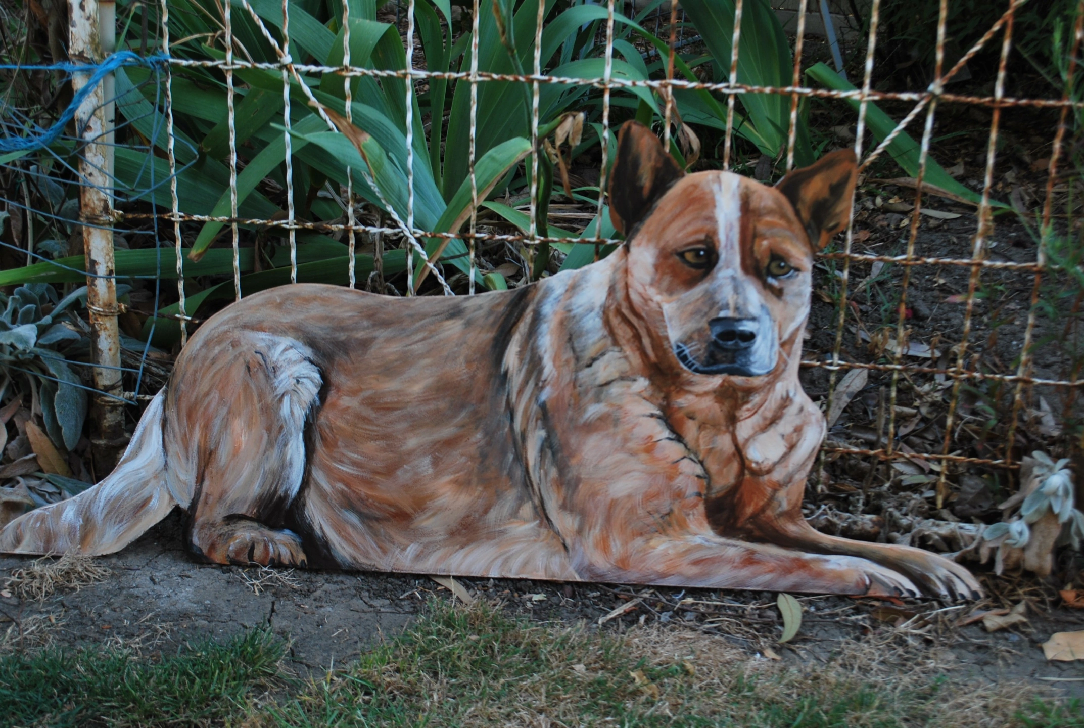 Red Heeler - Clients Piece.jpeg