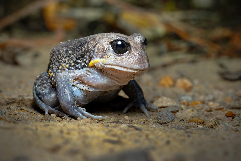 Giant_Burrowing_Frog_4375.png