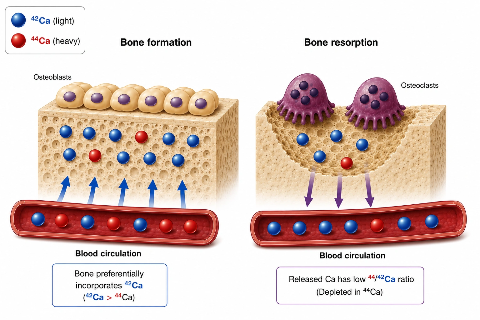 Bone formation vs bone resorption diagram.png