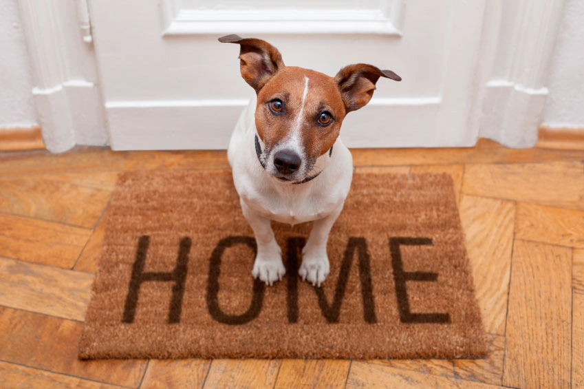 Pet Sitting.jpg