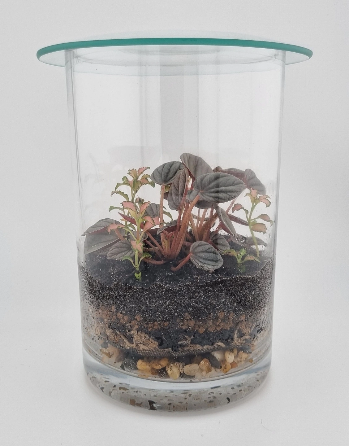Midi Terrarium_Pink Lady_Pepperomia 2.jpg