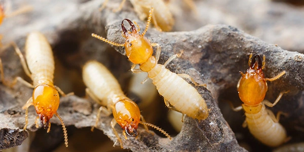 invertebrate_termites_600x300.jpg