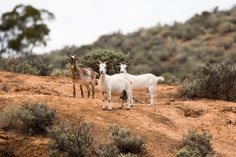 goat-danny-McCreadie_Goat-WEB.jpg