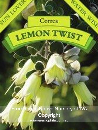 Correa - Lemon Twist.png