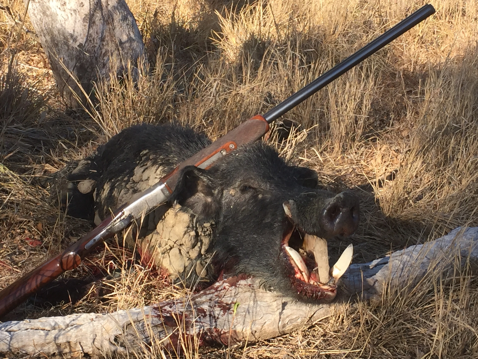 Ian Blevin Gulf Country Boar - Big Hooks 2.JPG