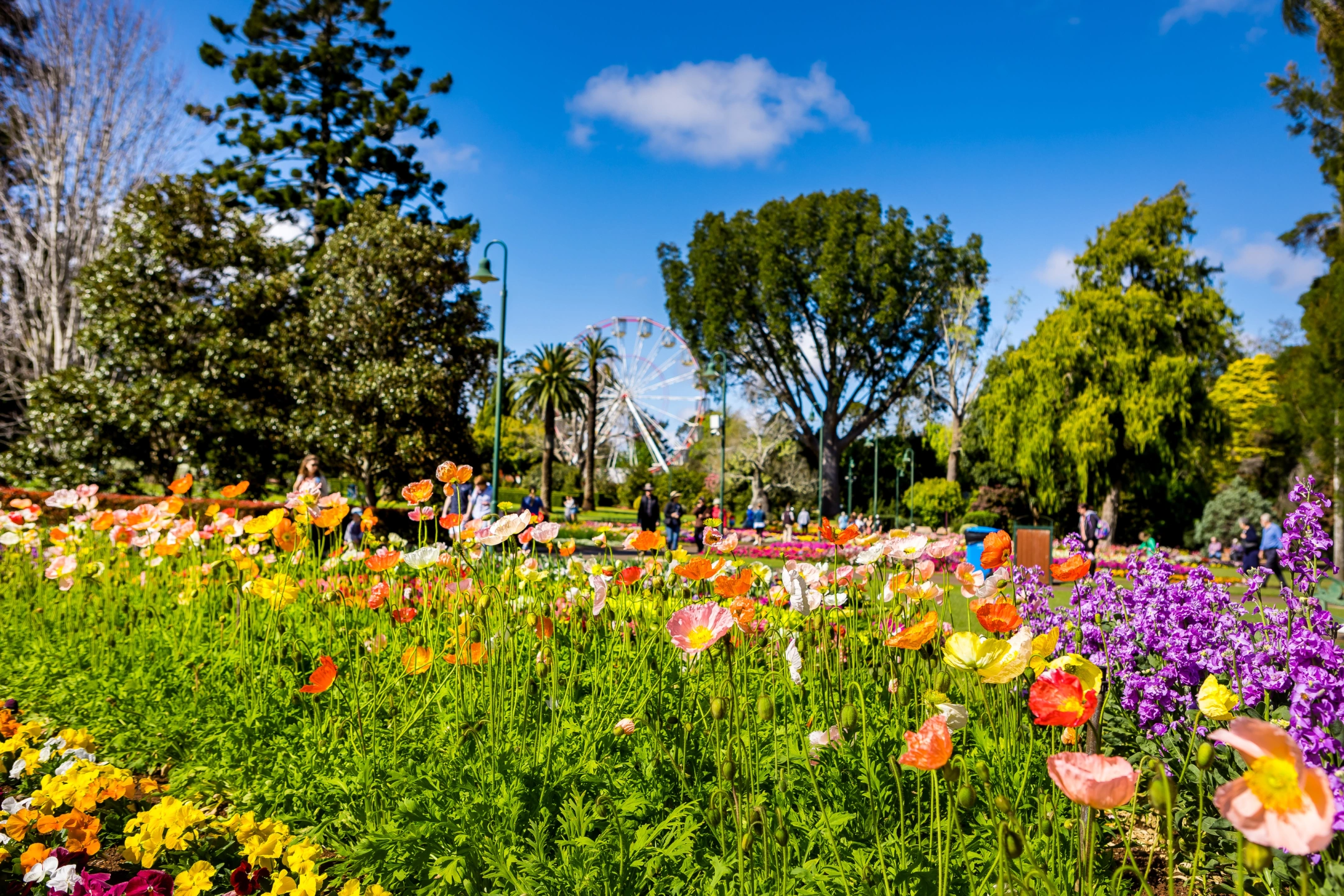 Toowoomba Carnival of Flowers.jpg